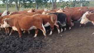 Lote 84