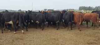 Lote 85