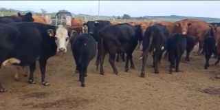 Lote 171
