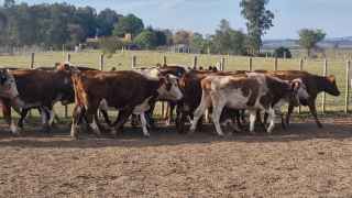 Lote 106