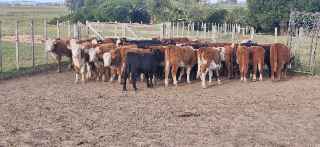 Lote 140