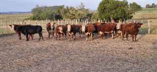Lote 105