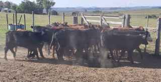 Lote 135