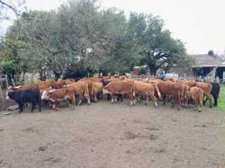 Lote 5