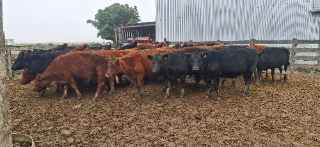 Lote 178