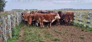 Lote 82