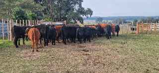 Lote 34