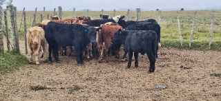Lote 154