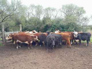 Lote 104