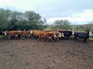 Lote 97