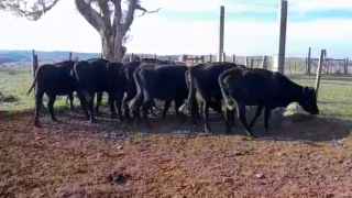 Lote 107