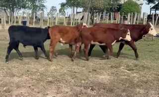 Lote 21