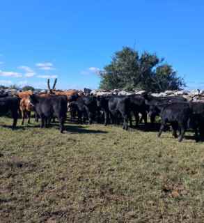Lote 122