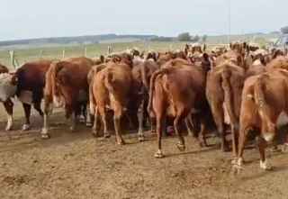 Lote 86