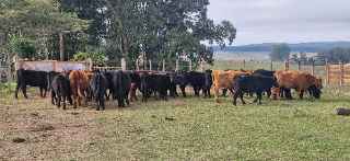 Lote 127