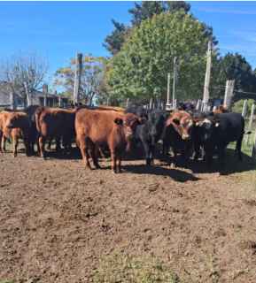 Lote 35