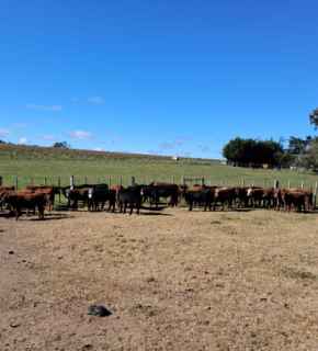 Lote 19
