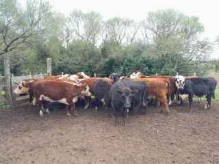 Lote 74