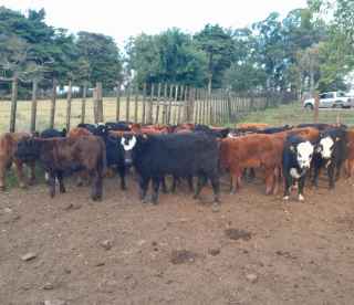 Lote 102