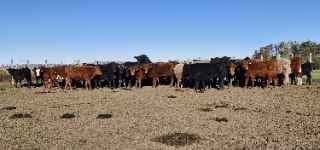 Lote 6