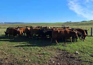 Lote 70