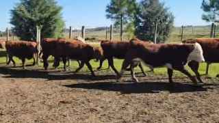 Lote 20