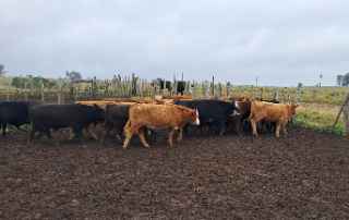 Lote 28