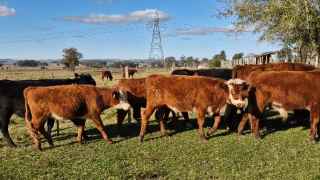 Lote 47