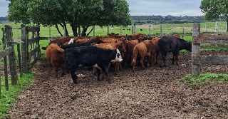 Lote Pend.