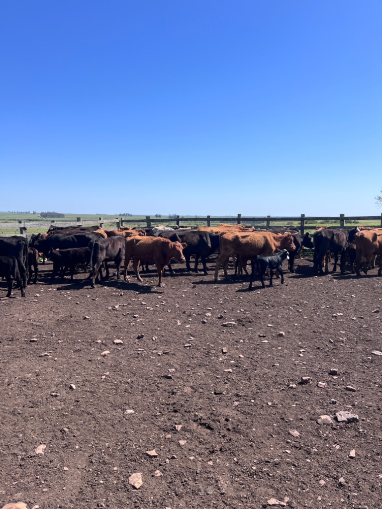 Lote De Piezas De Cría Con 60 Cabezas. Peso PRO: 310 - Clase: BMB ...